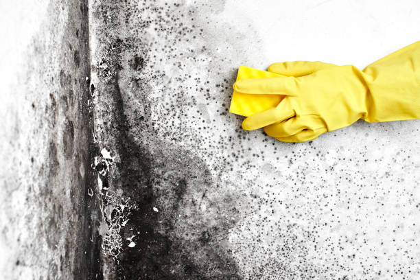 Best Certified Mold Removal  in Garnet, CA