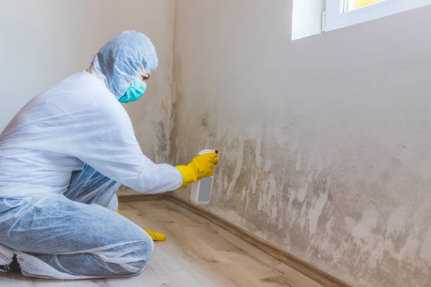 Best Commercial Mold Removal  in Garnet, CA