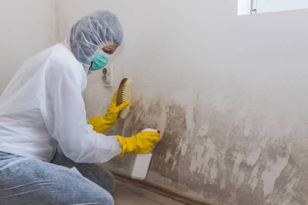 Best Emergency Mold Removal  in Garnet, CA