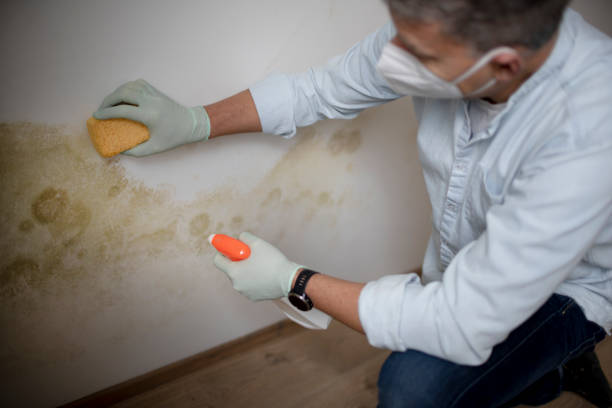 Best Affordable Mold Removal  in Garnet, CA
