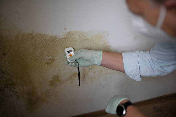 Garnet, CA Mold Removal Company