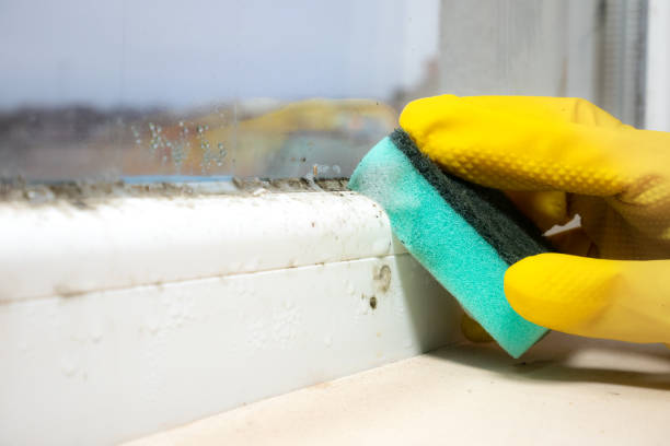 Garnet, CA Mold Removal Company