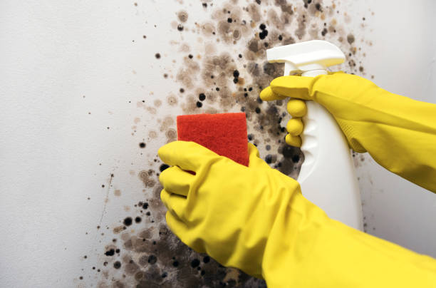 Best Mold Testing  in Garnet, CA