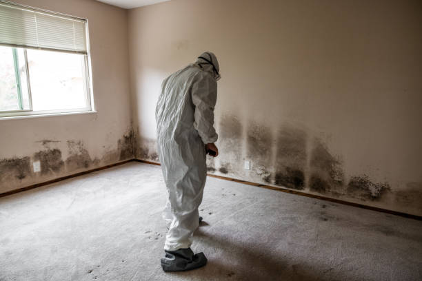 Attic Mold Removal in Garnet, CA