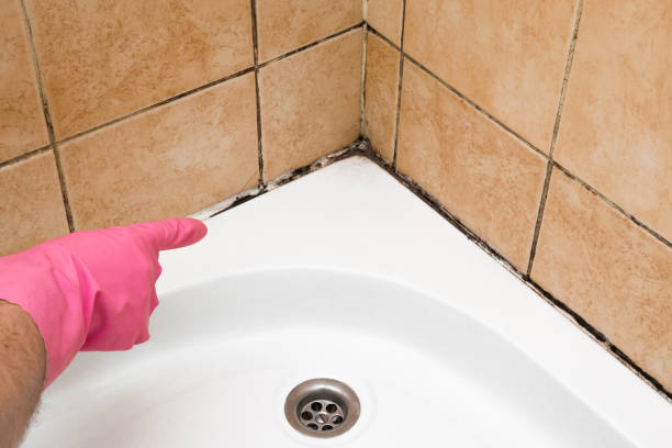 Best Black Mold Removal  in Garnet, CA