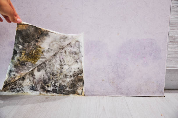 Best Attic Mold Removal  in Garnet, CA